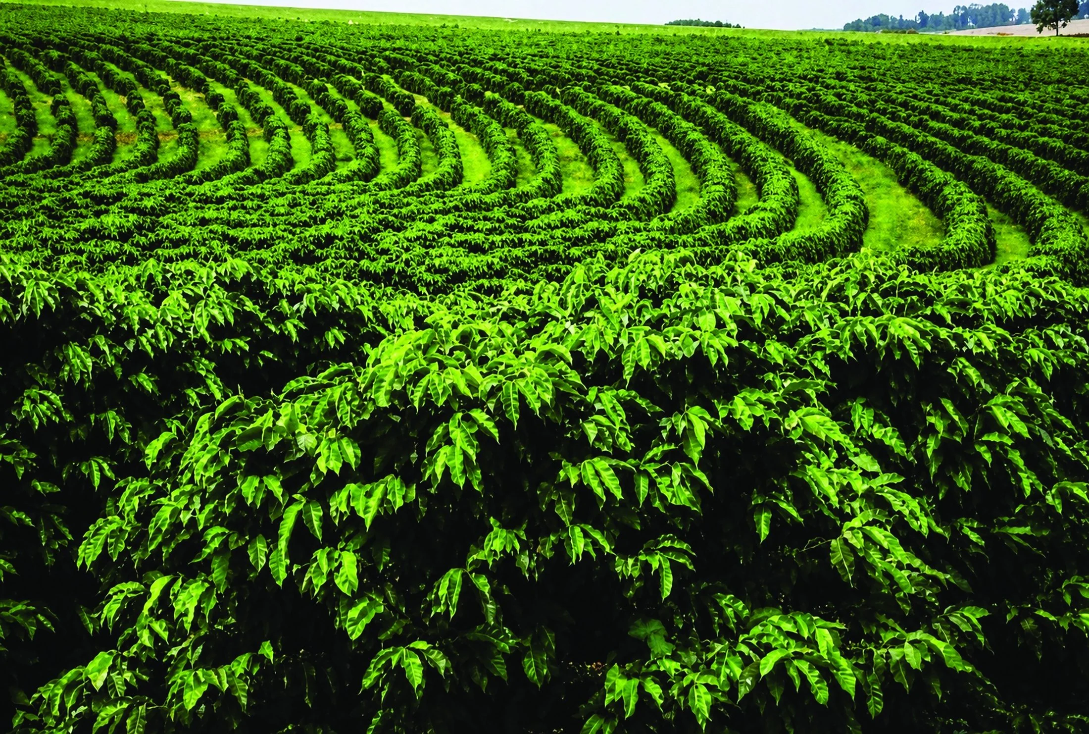 Terra de cafés